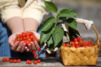 5月18日至6月16日，&ldquo;櫻桃之約&rdquo;邀你共赴！